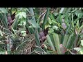 Click on the video to see a lot of pineapple trees found in the forest of Central Africa.