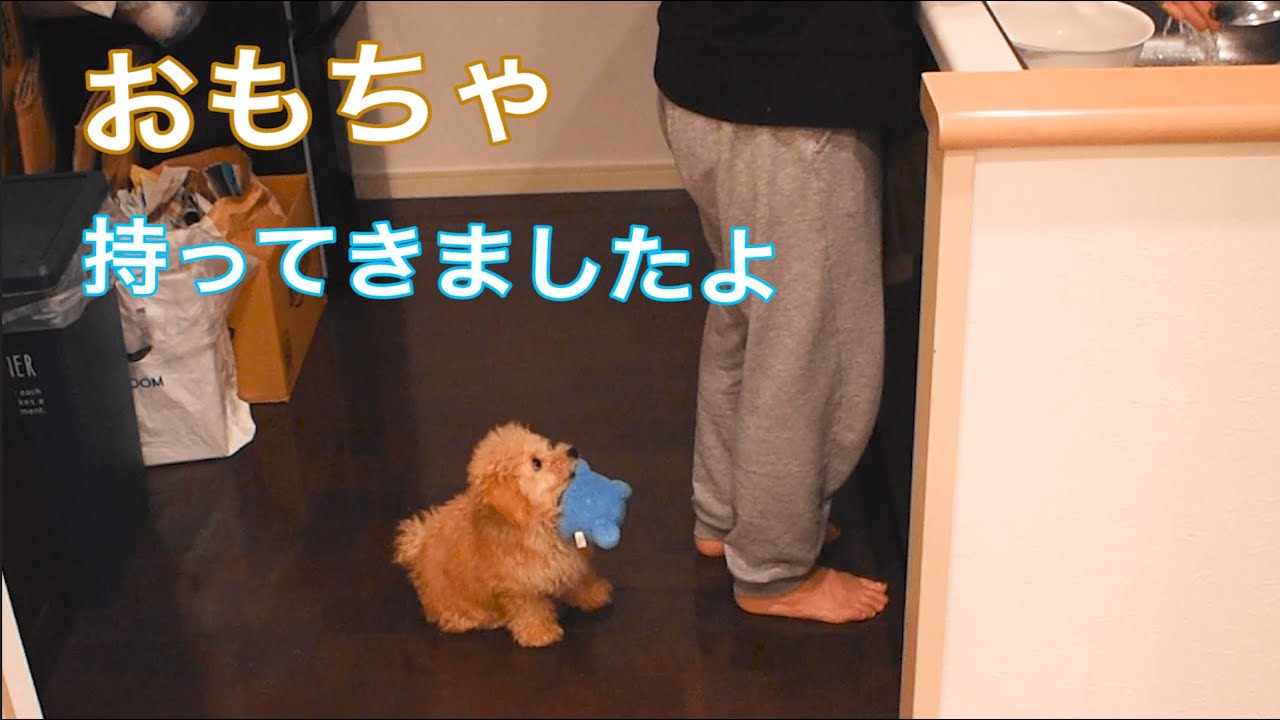 遊んで欲しくて足元におもちゃを持ってくる子犬がかわいい【トイプードル】 YouTube