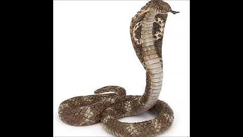 Source Direct - Snake Style 2