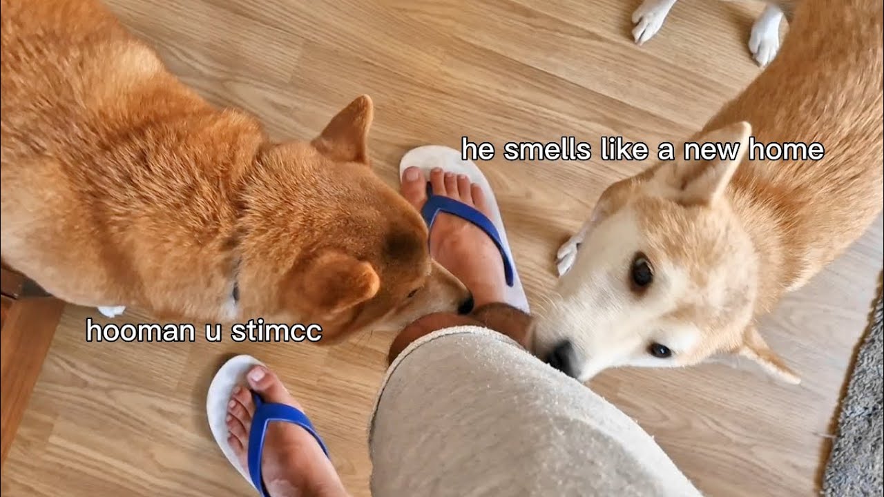 [CTR] Meme dép chân chó Xu hướng mới nhất trên mạng xã hội [dog flip