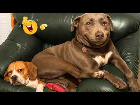 You’ll Die Laughing Watching These Dogs 😂🐶 The Funniest Dog Moments Compilation