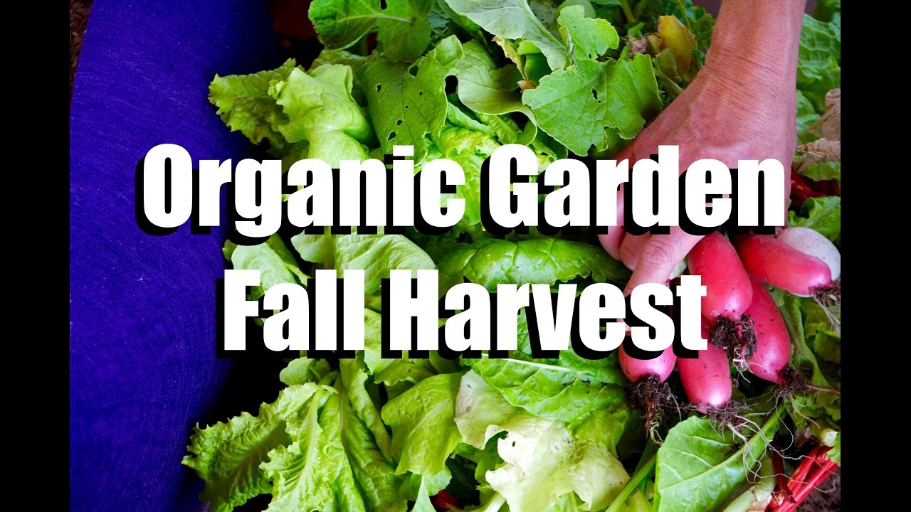 Organic Garden Fall Harvest // Growing Your Fall Garden #10 - YouTube
