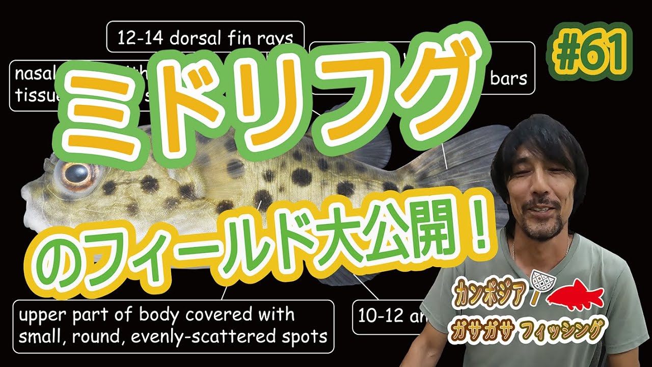 The Field Of Spotted Green Puffer Fish Is Open To The Public Youtube