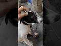 Little Puppy at Doroteo Jose Station, 16-April2026