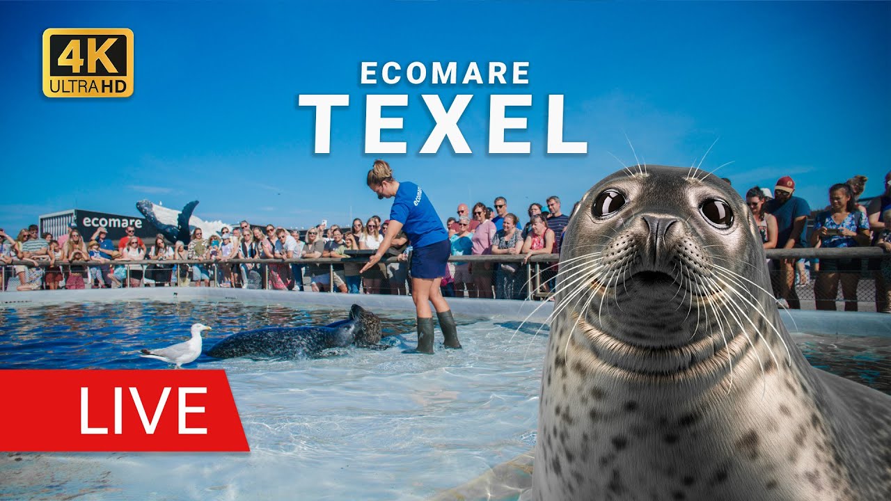 Live Webcam Texel: Ecomare | Zeehonden (Livecam Seehunde & Fütterung)