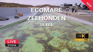 Preview of stream Zeehondjes voeren | Ecomare Texel | webcam live 4K | Texelinformatie.NL