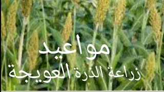 مواعيد زراعة الذرة العويجة فى مصر والاردن والعراق واليمن