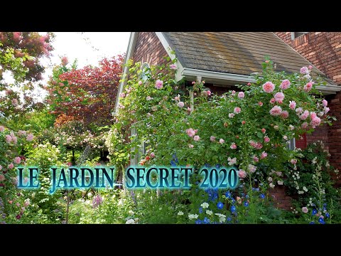 Vidéo: Jardin De Fleurs D'hiver - Des Plantes Vivaces Qui Sont Belles Même En Hiver. Photo