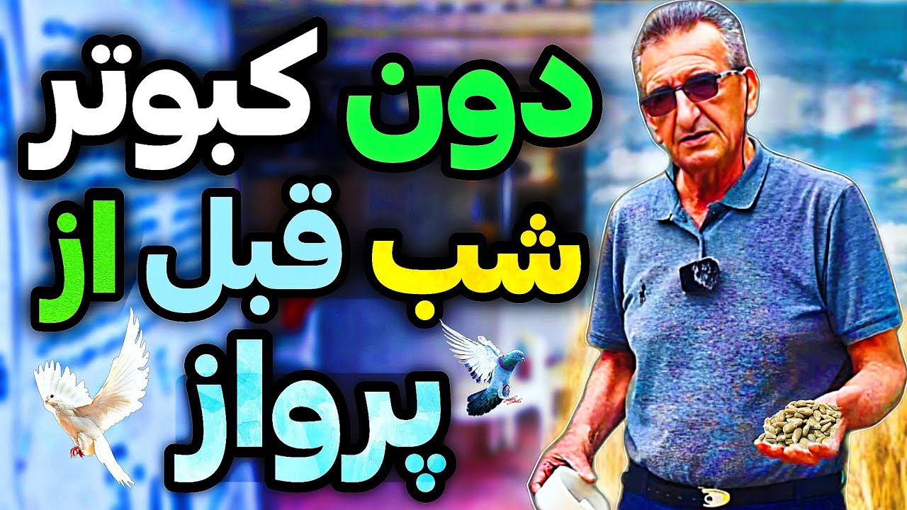 دون کبوتران برای شب قبل از پرواز 🤩|🌿توضیحات سیروس چناری🕊️