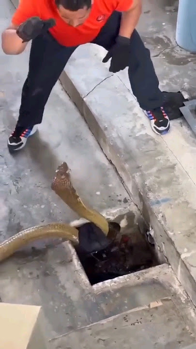 DETIK2 EVAKUASI ULAR COBRA DARI RUMAH WARGA OLEH DAMKAR #damkar #ular #cobra #kingcobra #kobra
