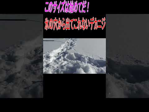 2024.2.17　阿寒湖の氷上釣り　何と穴から出てこれないデカイニジマス＃shorts