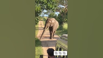 Elephant attacked the car..🐘 #shortsfeed #short #youtubeshorts #tranding #subscribe #elephant #yt