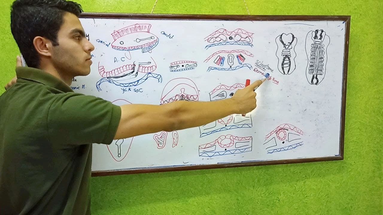 General embryology / 4- 3rd week : notochord , primitive streak , gastrulation & neurulation.