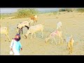 Village goat farming in Pakistan l desi bakri palna