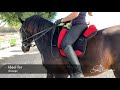 Lazypony's Bareback Pad Dressage