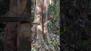 Small But Powerful Chainsaw