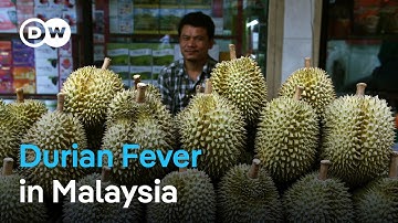 Durian: A spiky delicacy sees explosive sales boost from China | DW News