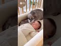 みんなと一緒に寝たい親猫| #shorts #animals #baby