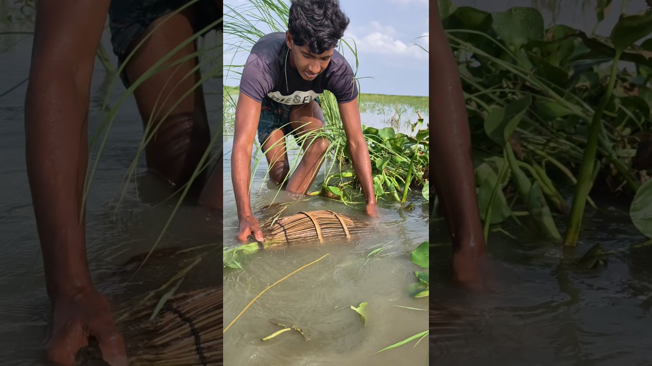 চাই দিয়ে বর্ষাকালে বেলে মাছ ধরা।। Bangladesh fishing video #shorts