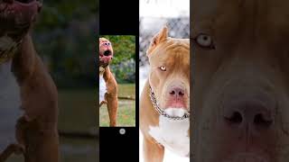 Various Breed Of Dog