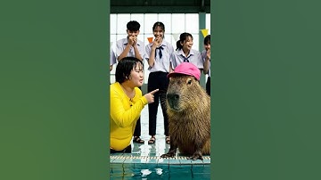 Capybara làm hư điện thoại của bé hoa #capybra