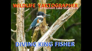 Belted Kingfisher at Summit Lake State Park