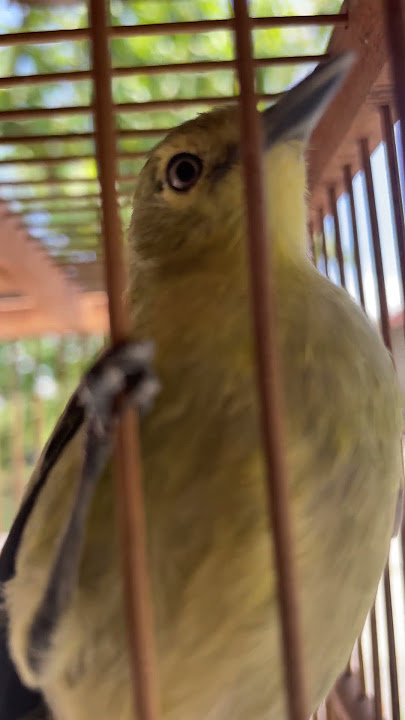Sirtuu Gacooorr siulan mautt😱😱 #kicaumania #mangkicauoffecial #burung #burungkicaudialamliar