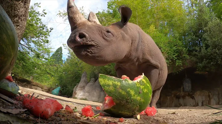 Hungry Rhino Squishes And Eats Giant Watermelon - DayDayNews
