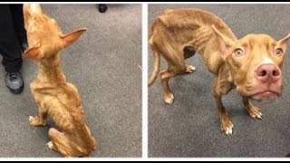 Heartbreaking: Dog weighing only 19 pounds rescued in Cleveland