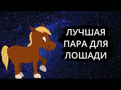 Совместимость знака ЛОШАДЬ - лучшая и худшая пара