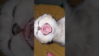 Kitten screams so loud that I can count all the teeth #kitten #meow #shorts