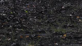 Plan deau du Canada, Beauvais : pinson des arbres (Fringilla coelebs)