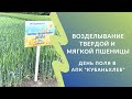Возделывание твердой и мягкой пшеницы: День поля в АПК "Кубаньхлеб"