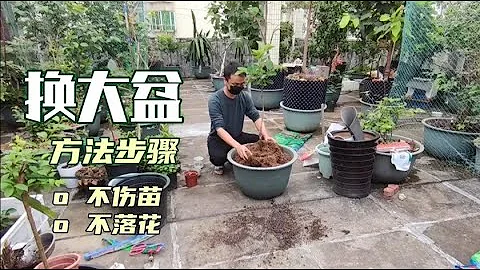 3分钟教你换盆，记住这些关键点，不伤苗不落花，从此翻盆不求人 - 天天要闻