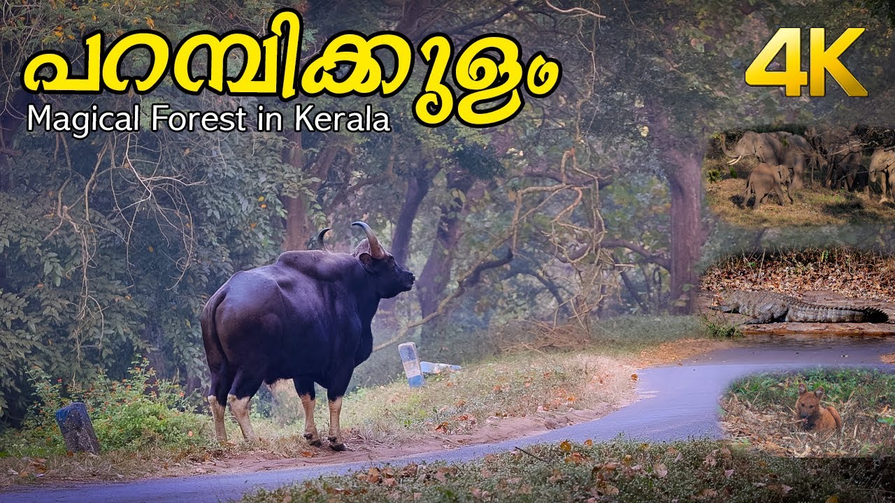 പറമ്പിക്കുളത്തെ അഡ്‌വെന്റ്‌റെ ട്രെക്കിങ്ങ് !!! 4K