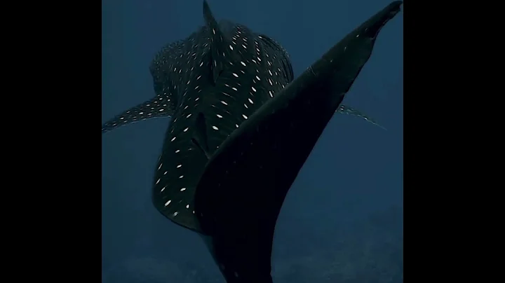 Underwater Footage Captures Close Encounter With Whale Shark