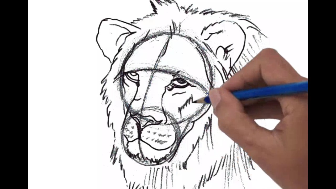 How to draw Lion head, perspective view - YouTube