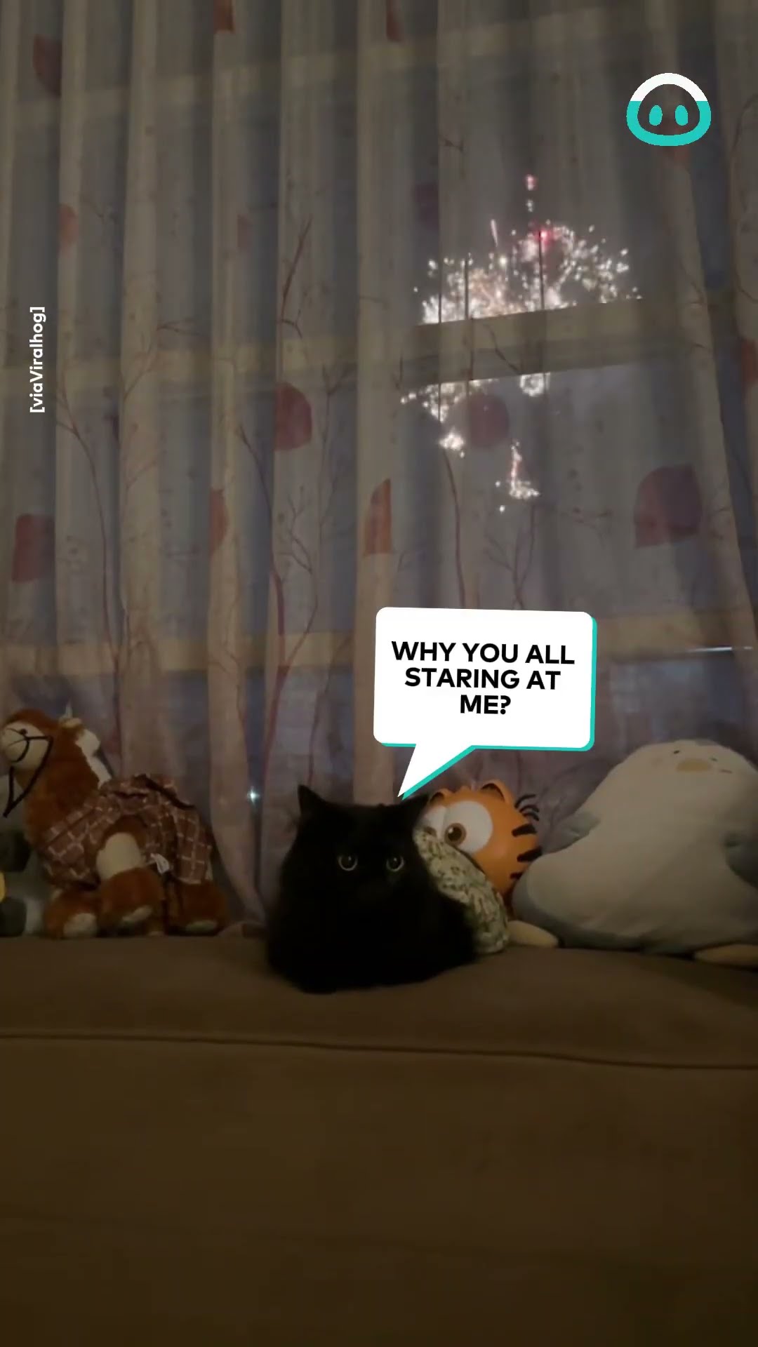 Cat Chills During Fireworks || ViralHog