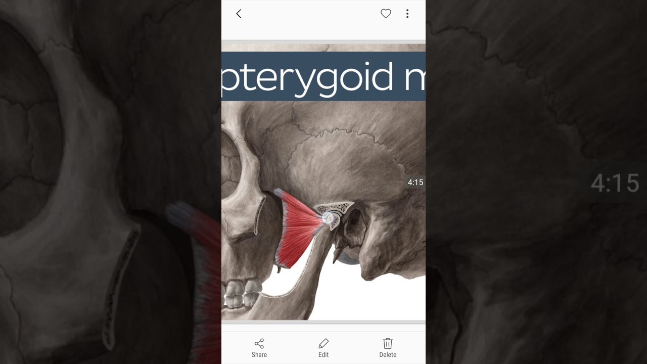 Muscles of mastication YouTube