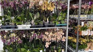 🌸 ПРОДАЖА ОРХИДЕЙ 14.06.23 Орхидея Дикий кот, Леко Фантастик. Ароматные орхидеи. Купить орхидею.
