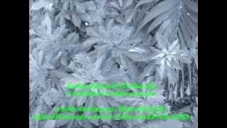 สะกดเป็นหรือเปล่า-nutt