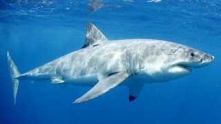 10 Things You Didn't Know About Sharks