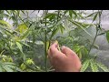 What to Expect During the Early Flowering Stage