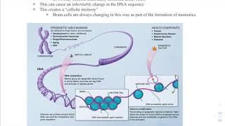 Biology 40S - Unit 3 - Epigenetics introduction