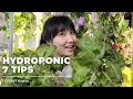 Hydroponic : 7 Tips I Wish I Knew (as a Beginner)