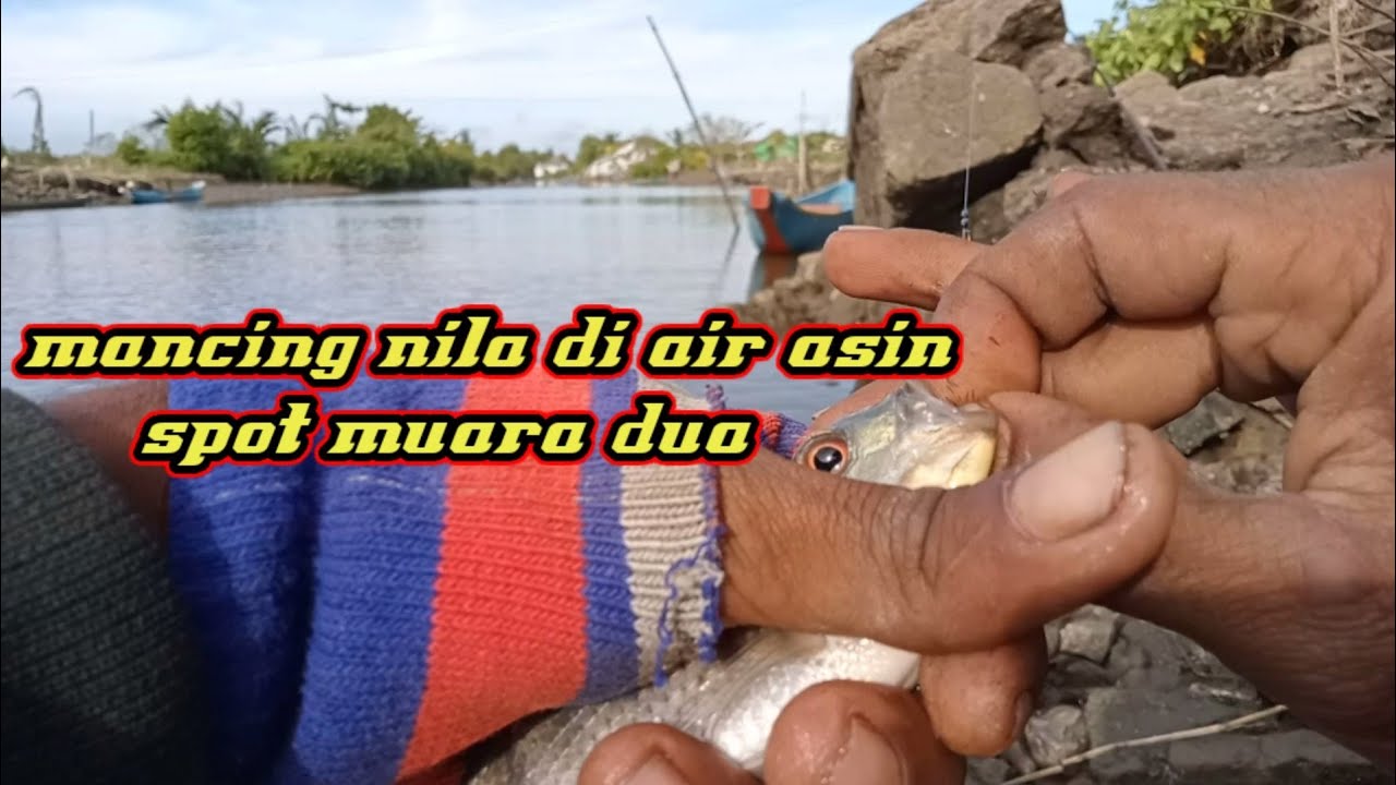 MANCING NILA DI AIR ASIN SSPOT MUARA DUA ‼️