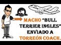 Bull Terrier Inglés (Macho) enviado a Torreón Coah. Cel.- 33-1089-6695. Fbook.- Bestbullterriergdl
