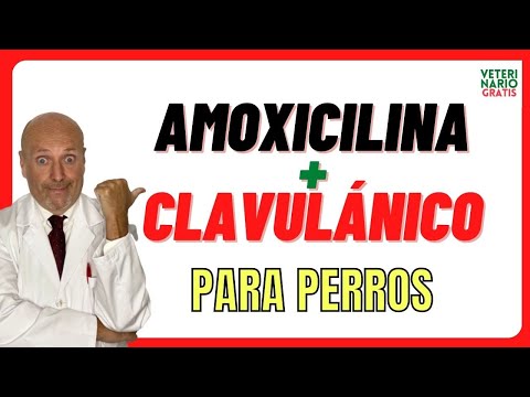 Video: Cómo Calcular La Dosis De Amoxicilina Para Un Perro