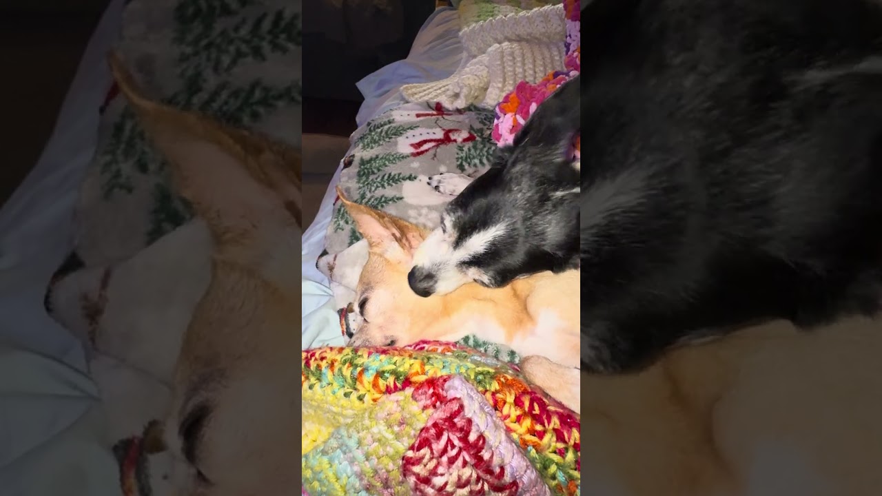 Happy New Year!!  Love, Lizzie & Bailey