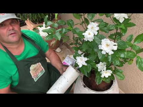 Vídeo: Segredos para plantar em casa: flores de gardênia